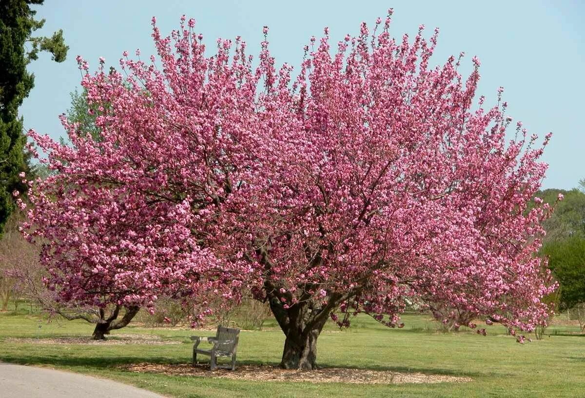 Сакура Пинк Перфекшн. Вишня мелкопильчатая. Вишня мелкопильчатая (Prunus serrulata "Amanogawa")*. Розовое дерево купить