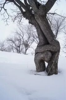 Чем отличаются друг от друга деревья