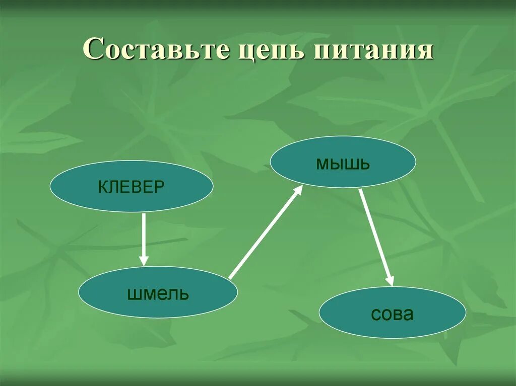 5 цепей питания луга. Цепи питания. Цепь питания Клевер. Цепь питания Шмель. Пищевая цепочка луг.