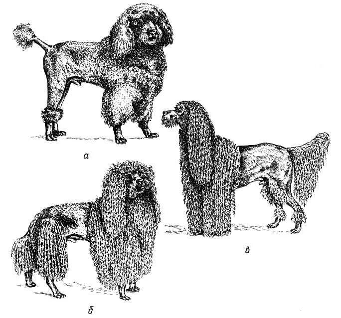 Вдоль пудель. Малый пудель стандарт породы. Пудель Фантом стандарт породы. Той пудель стандарт породы. Строение карликового пуделя.
