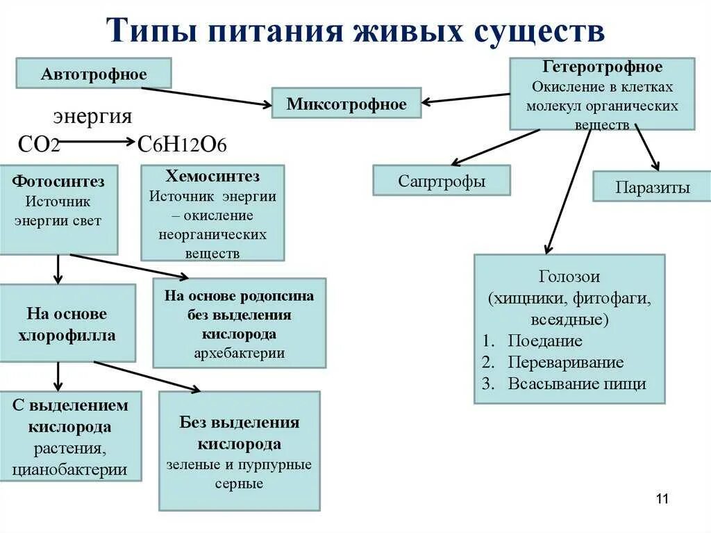 Какой тип питания характерен для большинства представителей