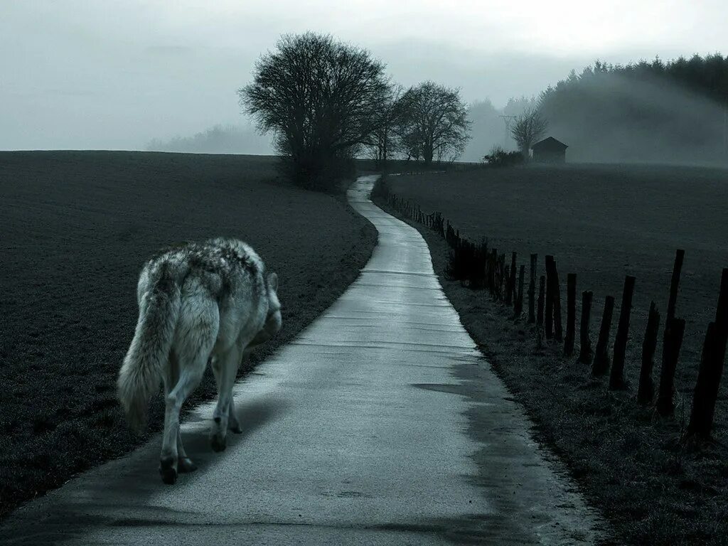 Следы в никуда. Уходящий волк. Одинокий волк уходит. Волк уходит. Волк уходящий в даль.