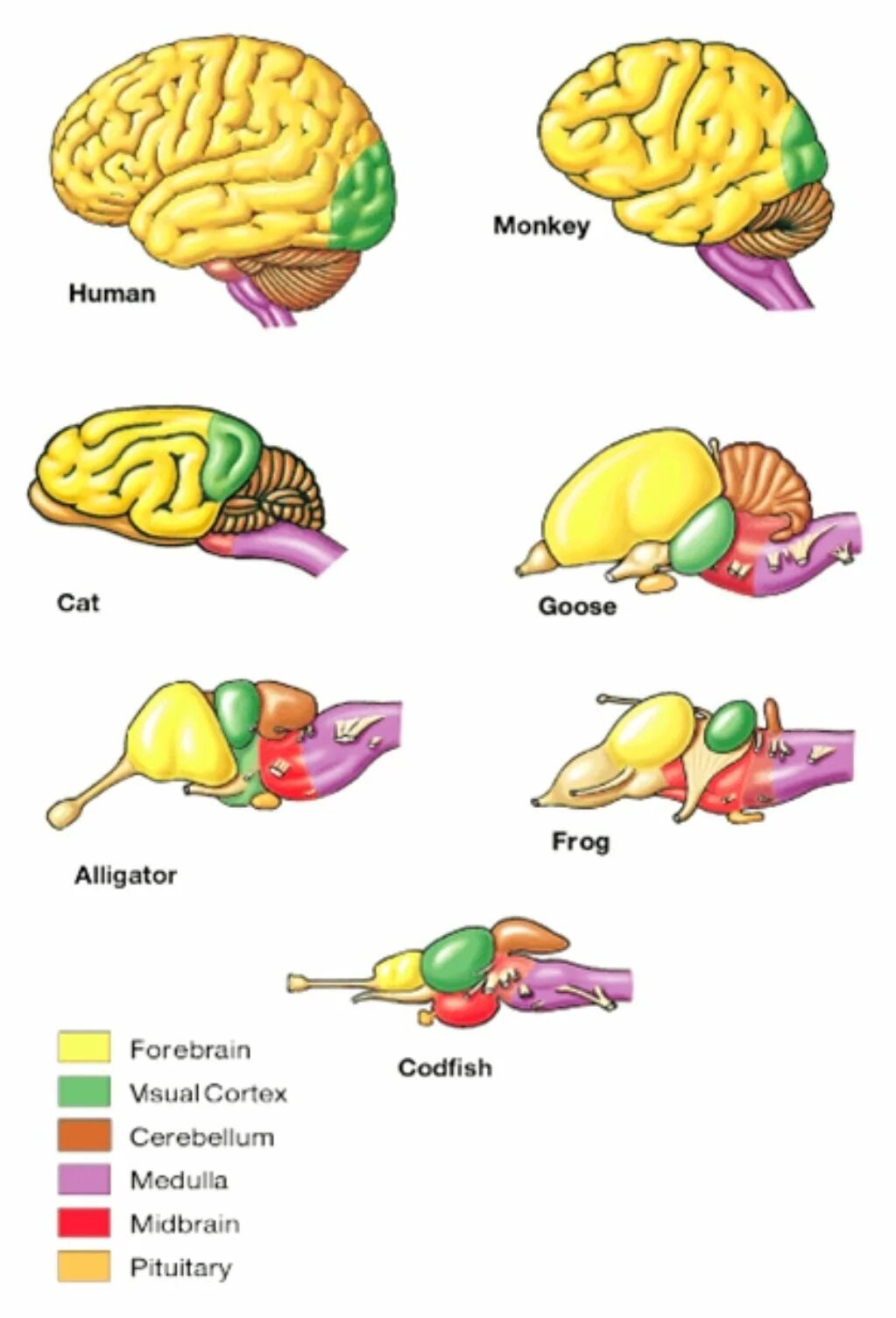 Эволюция мозга у позвоночных животных. Строение головного мозга позвоночных животных. Развитие головного мозга позвоночных животных таблица. Мозг животных. Эволюция головного мозга у животных.