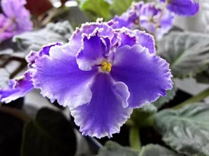 Фиалки фото сорт ле