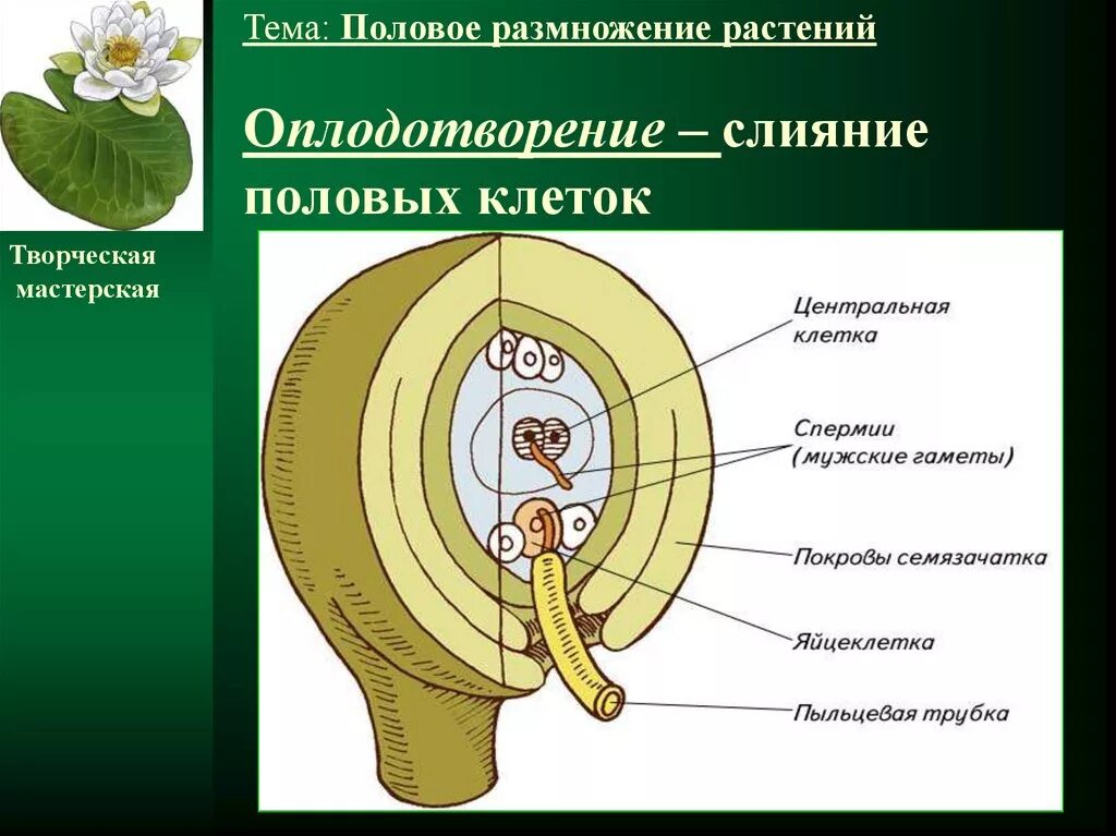 Размножение и оплодотворение растений тест 6 класс. Половое размножение растений тема. Размножение и оплодотворение у растений. Половое размножение цветковых растений. Половое размножение слияние.