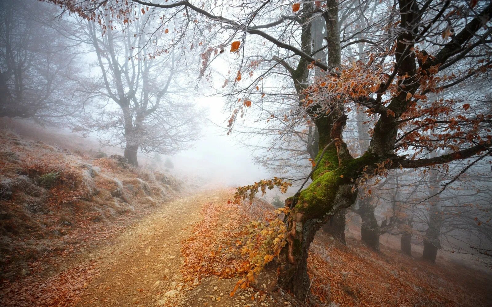 Download Autumn Pathway Mood Wallpaper Wallpapers.com