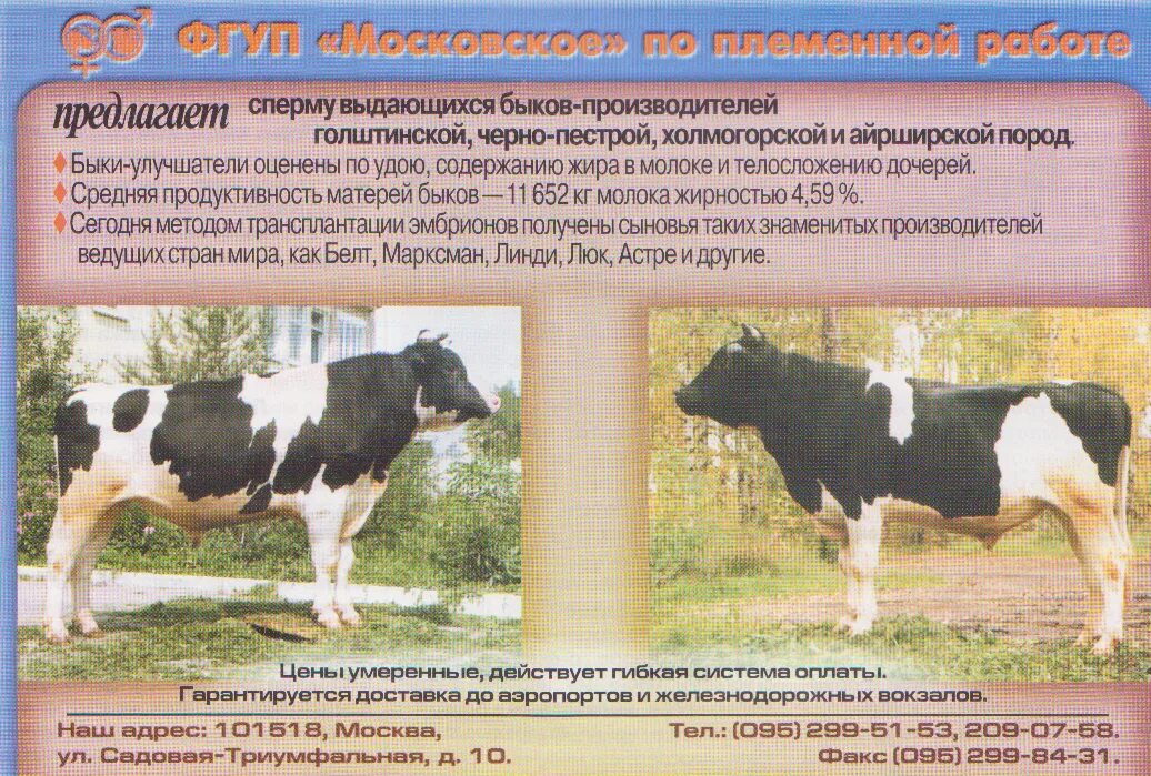 Как определить теленка