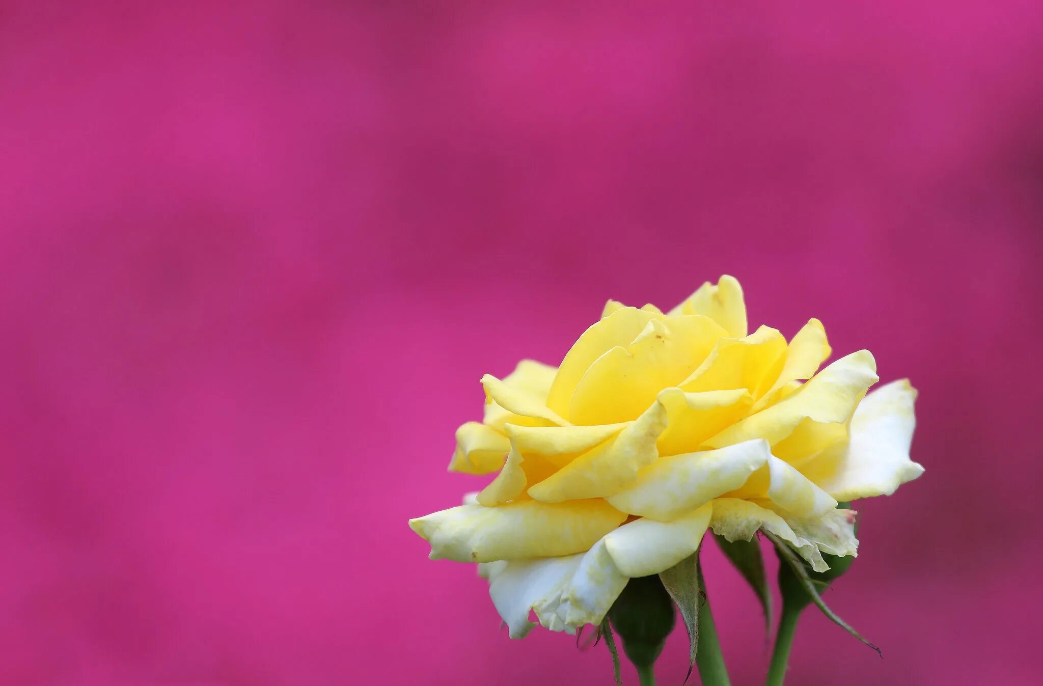 Цветы розовый желтый. Цветы на однотонном фоне. Желтые розы. Желто розовый букет.