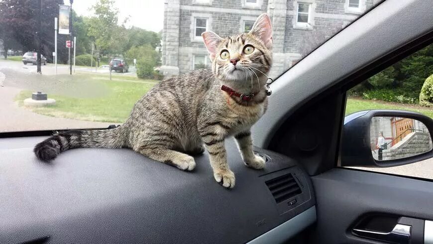Включи котэ машина. Кот в машине. Кошачья машина. Машины с котами. Котик на автомобиле.