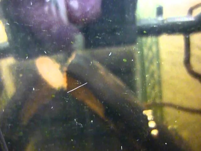 Белые червячки в аквариуме. Маленькие белые червячки в аквариуме на стекле. Аквариум на стекле белые червячки. Аквариум на стекле белые червячки. Нематода аквариумная.