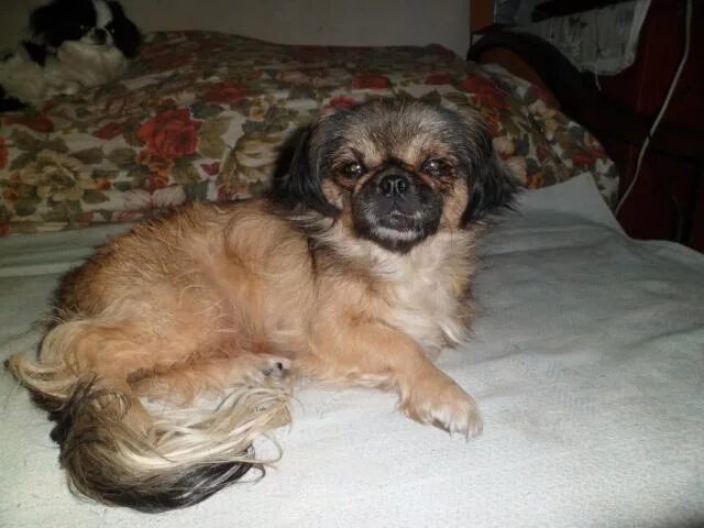 Вязка пекинесов. Пекинес 2 месяца. Стрижка пекинеса фото. Королевский пекинес. Пекинес вес.