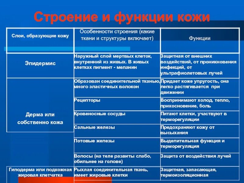 Слой кожи название строение функции. Таблица слой кожи особенности строения функции. Наружные покровы тела строение и функции кожи таблица. Слой кожи эпидермис особенности строения функции. Таблица особенности строения слоев кожи.