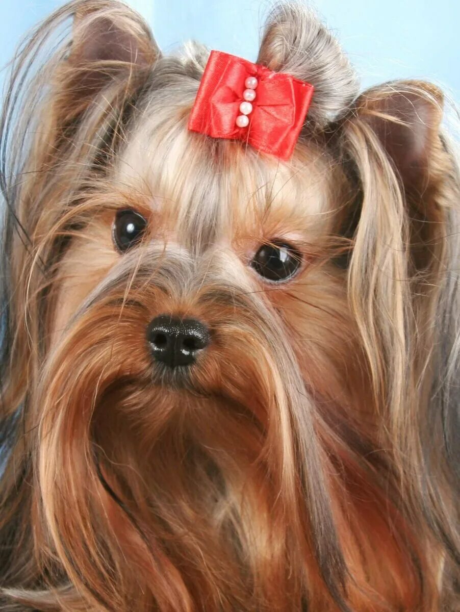 Стрижка маленькой собачки. Собака которую можно заплетать. Йорк с хвостиком на голове. Йоркширский терьер стрижки корейский стиль. Собака которую можно заплетать.