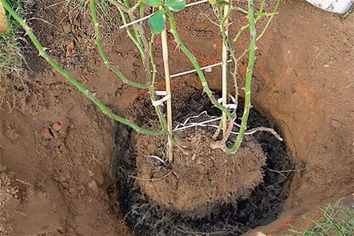 Можно ли сейчас высаживать. Корни плетистой розы. Посадка роз осенью в открытый грунт. Пересадить розу на другое место весной. Посадка роз весной.