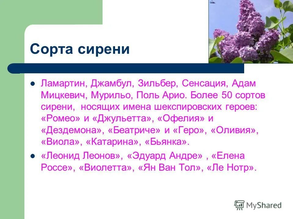 список падежей русского языка с вопросами. таблица склонений имён существительных. любовь в рассказе куприна куст сирени. сирень описание. падежи и склонения.