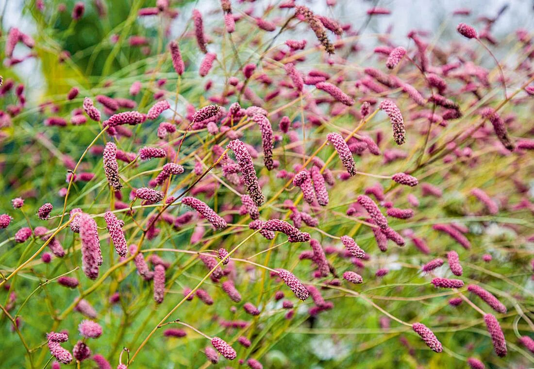 Кровохлебка Sanguisorba. Кровохлебка Пинк Танна. Кровохлебка Танна. Кровохлебка Альпийская.