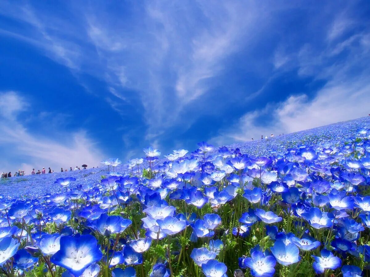 Букет цветов на фоне неба. Немофила мальвина. Национальный парк хитачи-сисайд в японии. Небесные цветы. Небо в цветах.