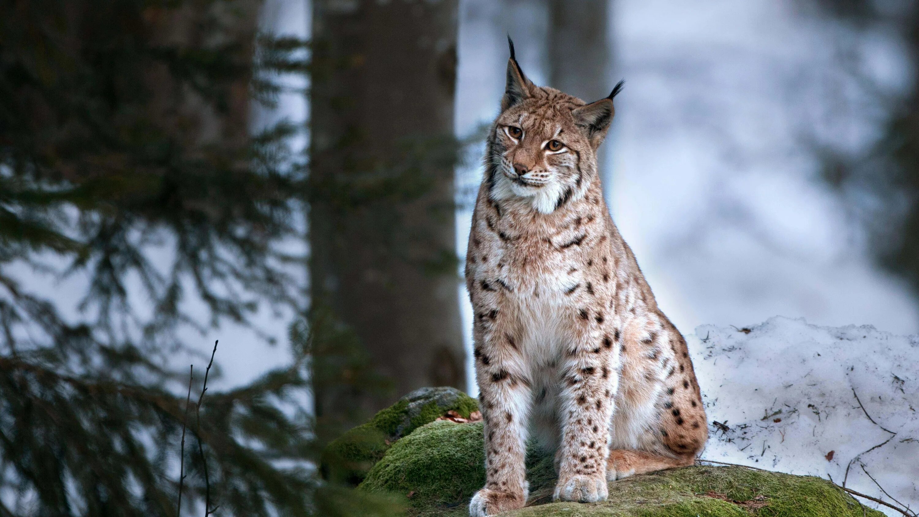 Рысь Линкс. Рысь обыкновенная Lynx Lynx Linnaeus, 1758. Рысь Уссурийской тайги. Путорана Рысь. Тяжелая рысь