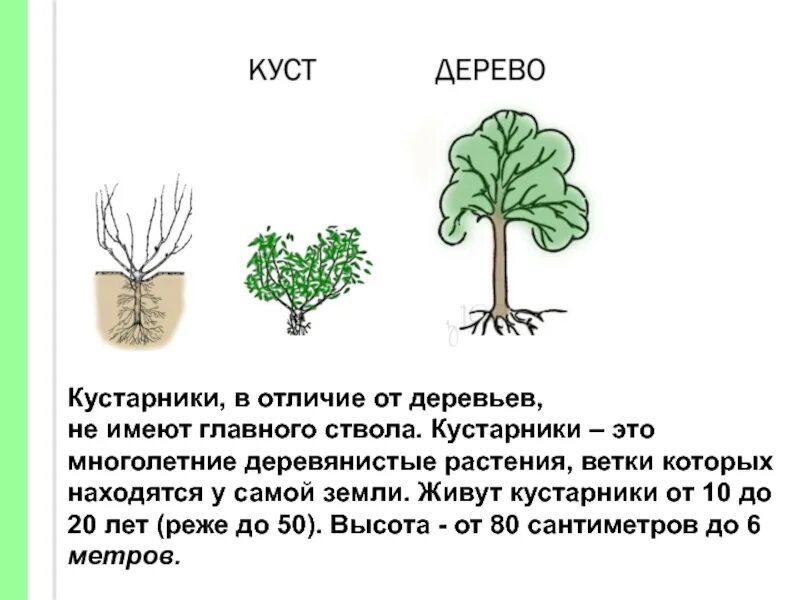 Как отличить растения. Отличие дерева от кустарника. Чем отличается дерево от кустарника. Деревья и кустарники различия. Малышам строение кустарников.