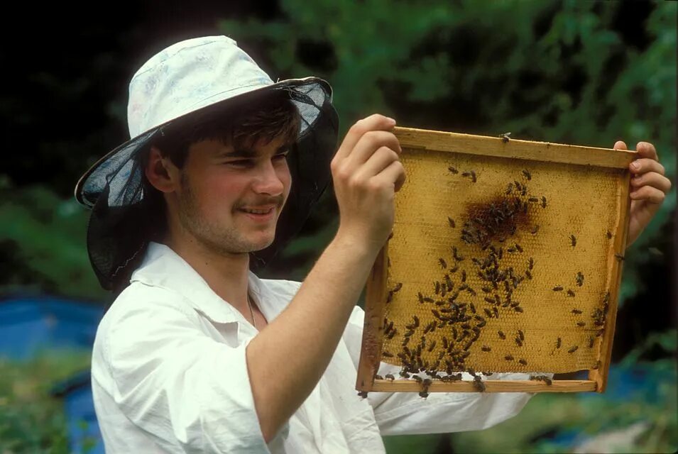 Тайная жизнь пчёл фильм. Жизнь пчел фильм. Сарана владимир яковлевич пчеловод. Пчеловод дата выхода в кинотеатрах. Пчеловод дата выхода в кинотеатрах.