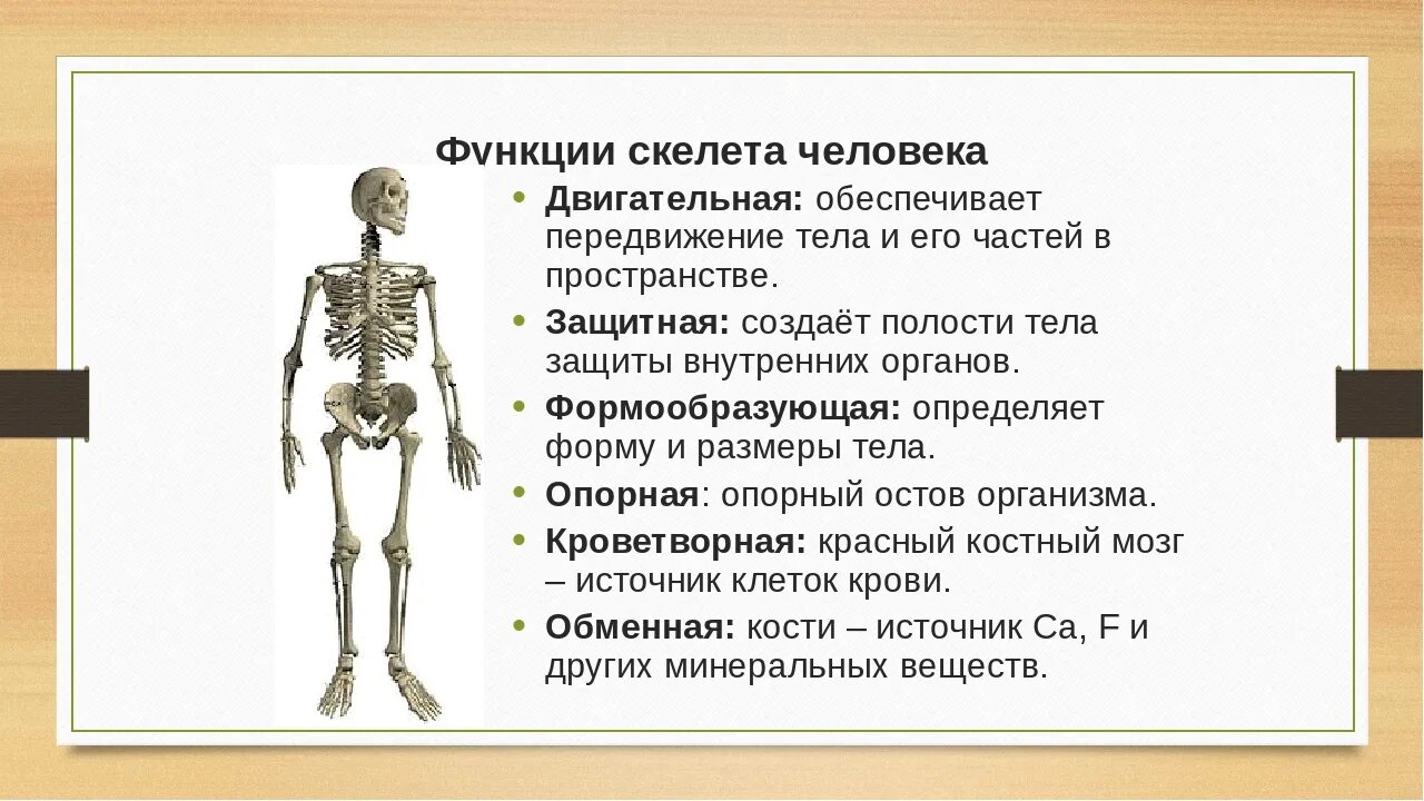 В состав скелета человека входит. Опорно двигательная система строение кости. функции скелета 8 класс биология. опорно двигательная система скелет человека анатомия. опорно двигательная система отделы скелета.