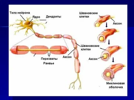 К телу нейрона возбуждение передается по