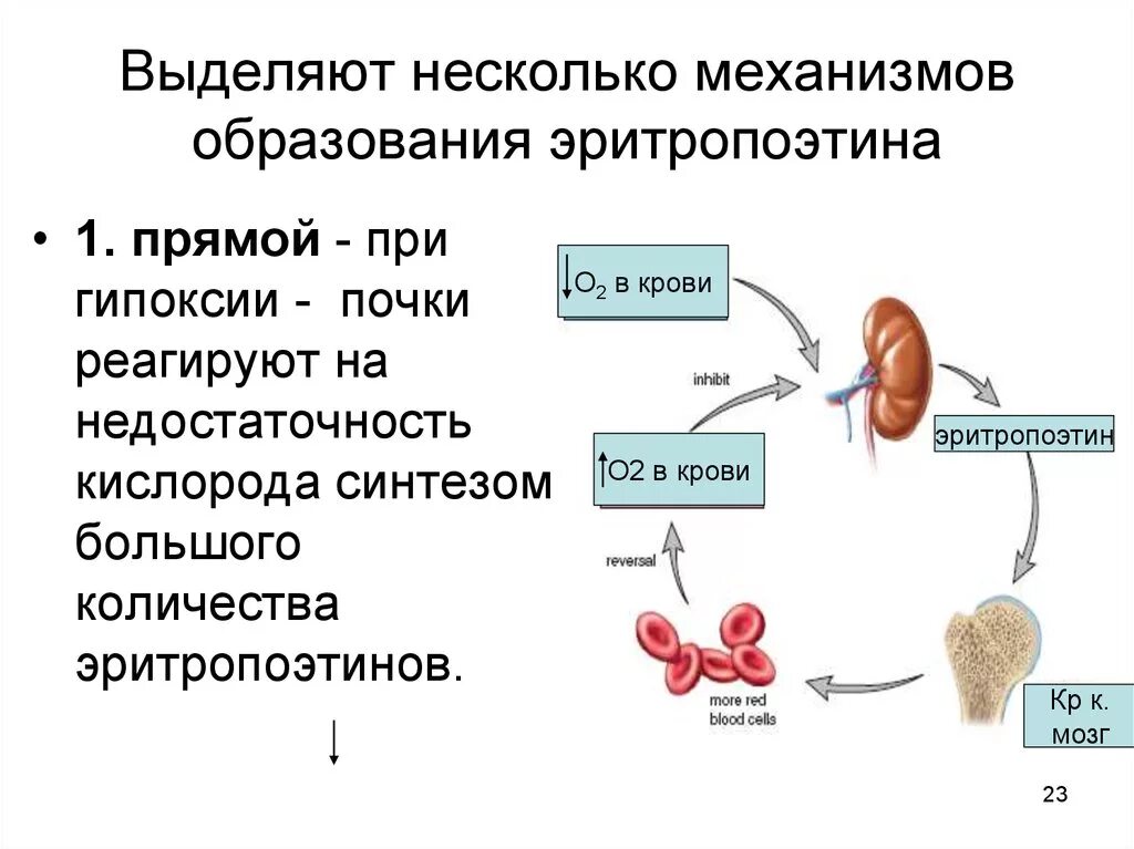 Почему в почках белок. Эритропоэтин физиология. Регуляция секреции эритропоэтина. Механизм образования эритропоэтина. Механизм образования эритропоэтина в почках.