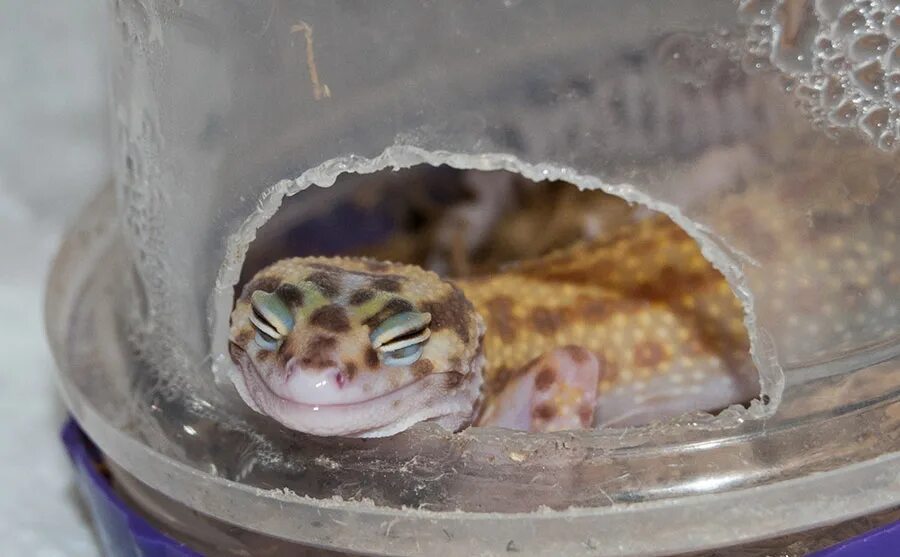 Камера для эублефара на 3д принтере. Эублефар поилка. Влажная камера для террариума. Влажный домик для эублефара. Как сделать влажную камеру.