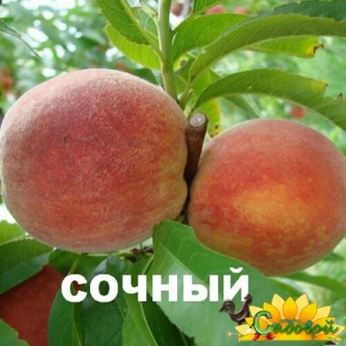 Персик фаворит мореттини. Персик сорт сочный. Сорт персика редхейвен. Персик сорт люциус. Сорт сочный.