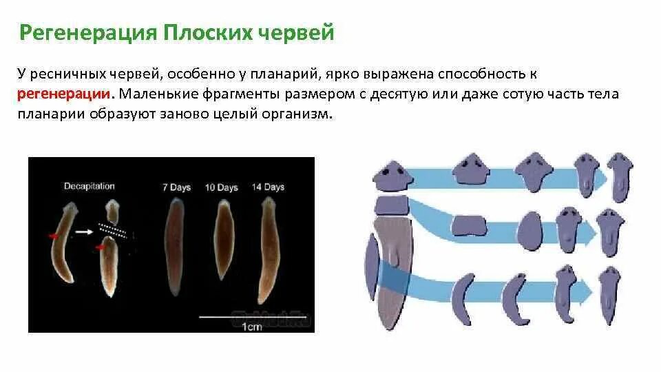 Система ресничных червей. Тип размножения плоских червей. Система размножения Тип плоские черви. Плоские черви Ресничные цикл развития. Регенерация плоских червей 7 класс.