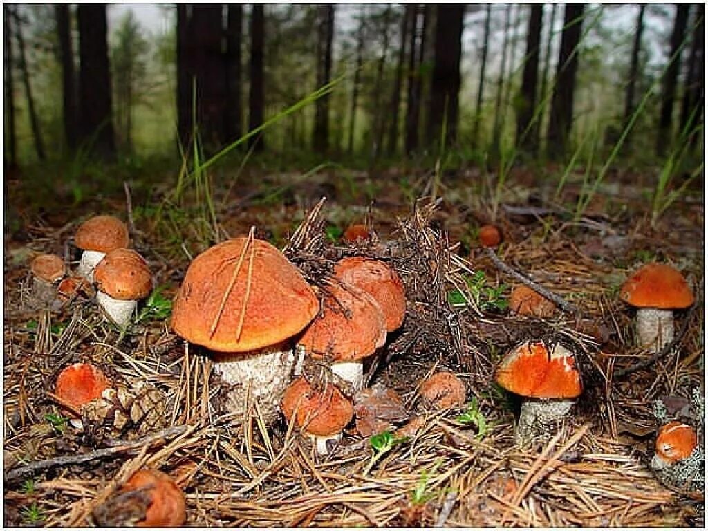 Какие грибы в начале. Поляна подосиновиков и белых грибов. Поляна подосиновиков. Поляна грибов подосиновиков. Грибная Поляна в лесу.