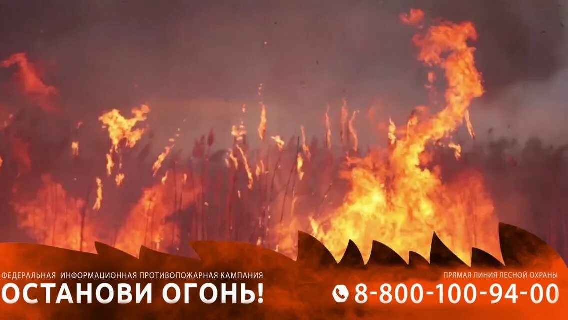 800 100 94 00. Кампания останови огонь. 800 100 94 00. Охрана леса. Аватарка временно отсутствует.