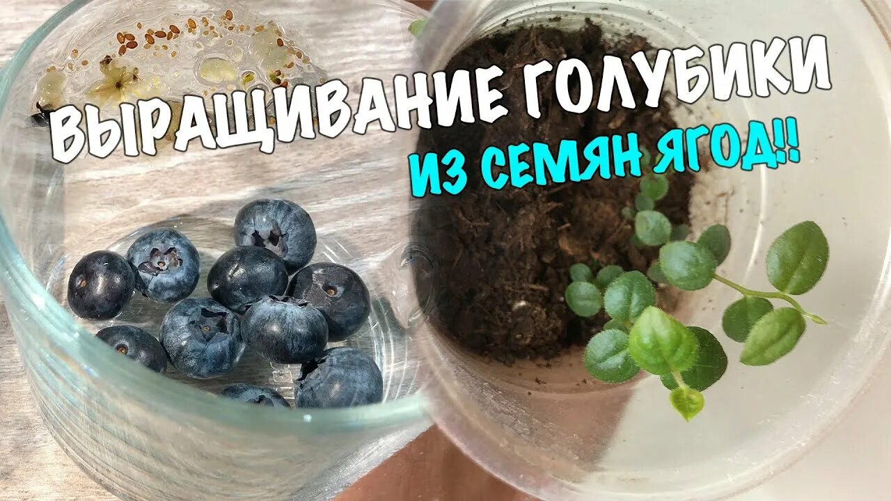 Как правильно посадить голубику на садовом участке? Выращивание голубики, Ягоды,