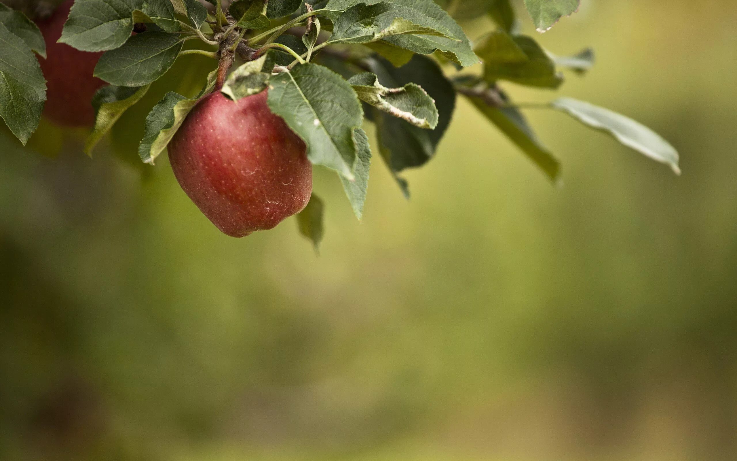 Ветки фруктовых деревьев. Яблоня Хидден Роуз. Яблоки на ветке. Яблоня с яблоками. Яблоня фон.