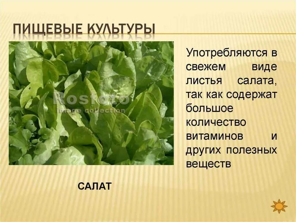 Витамины в салатном листе. Полезные свойства салата. Чем полезен салат листовой. Салатный лист полезные. Салат листовой.