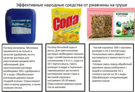 Чем обработать грушу от ржавчины