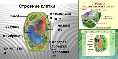 строение клетки 5 класс биология