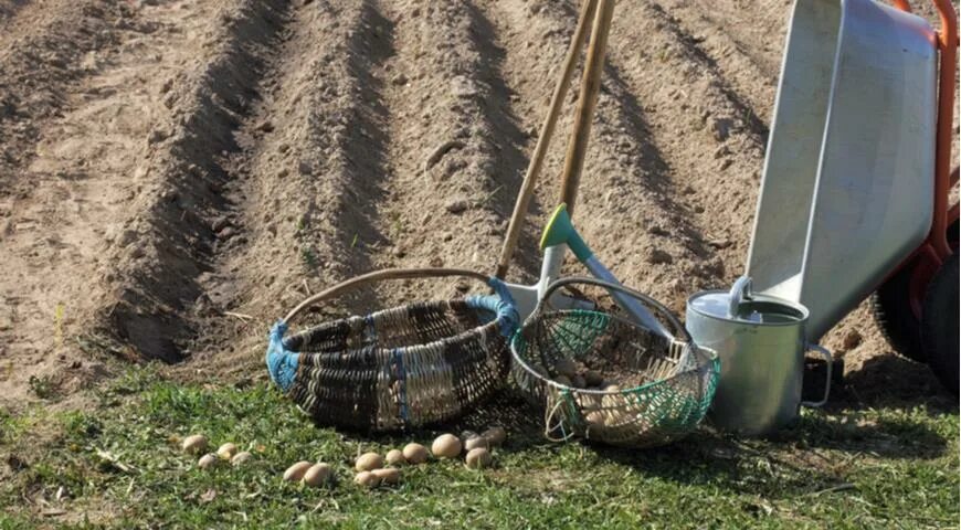 Нужно ли поливать картошку. Полив картофеля. Орошение картофеля МТЗ. Собираем картошку. Минитрактор полив картошки.