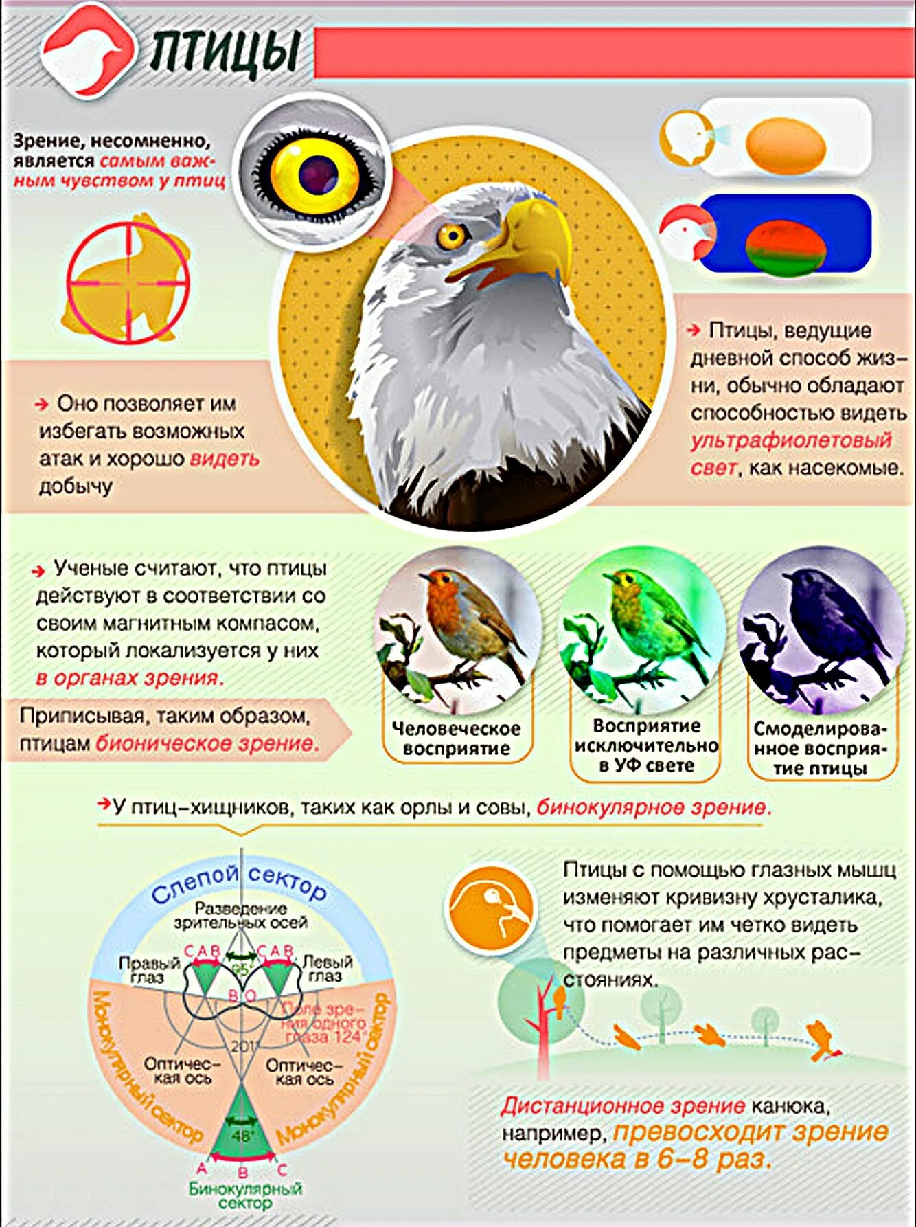 Птица восприятия. Цветное зрение у птиц. Как видят птицы. Цветовое зрение у животных. Как видят животные и птицы.
