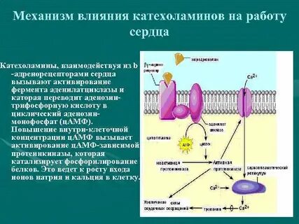 Механизм адреналина