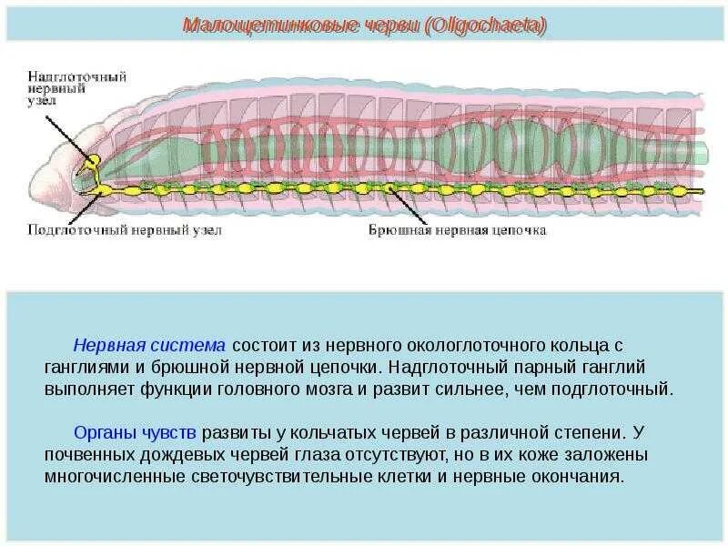 Малощетинковые черви нервная система. Тип кольчатые черви кольчецы таблица. Нервная система кольчатых червей Малощетинковые. Общая характеристика кольчатых червей