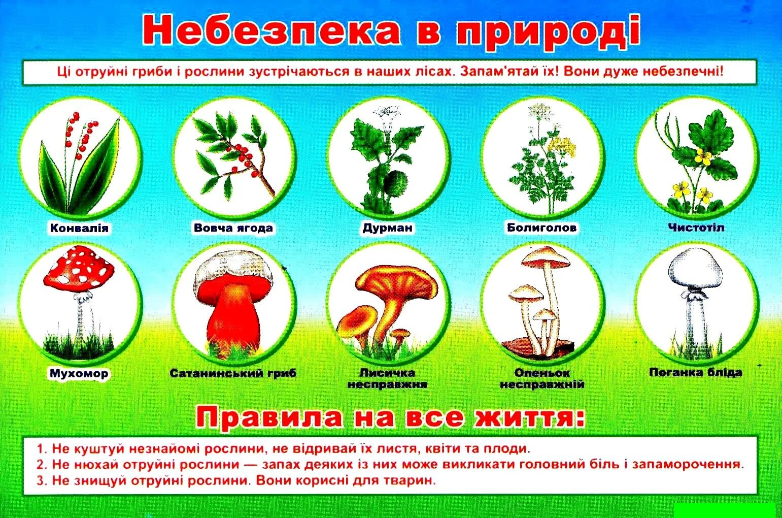Плакат осторожно ядовитые грибы