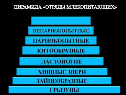 Вымершие отряды млекопитающих