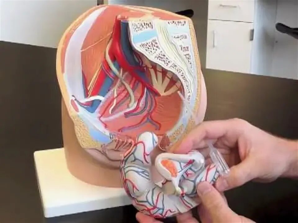 Practical anatomy. Practical anatomy