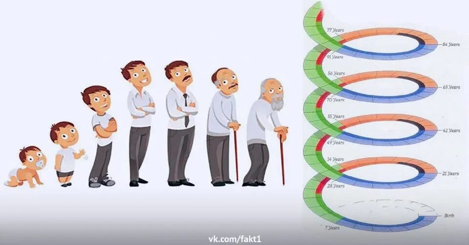 Семилетние циклы жизни. Жизненный цикл человека. Жизненный цикл человека психология. Семилетние циклы в жизни человека. 12 Летний цикл жизни человека.