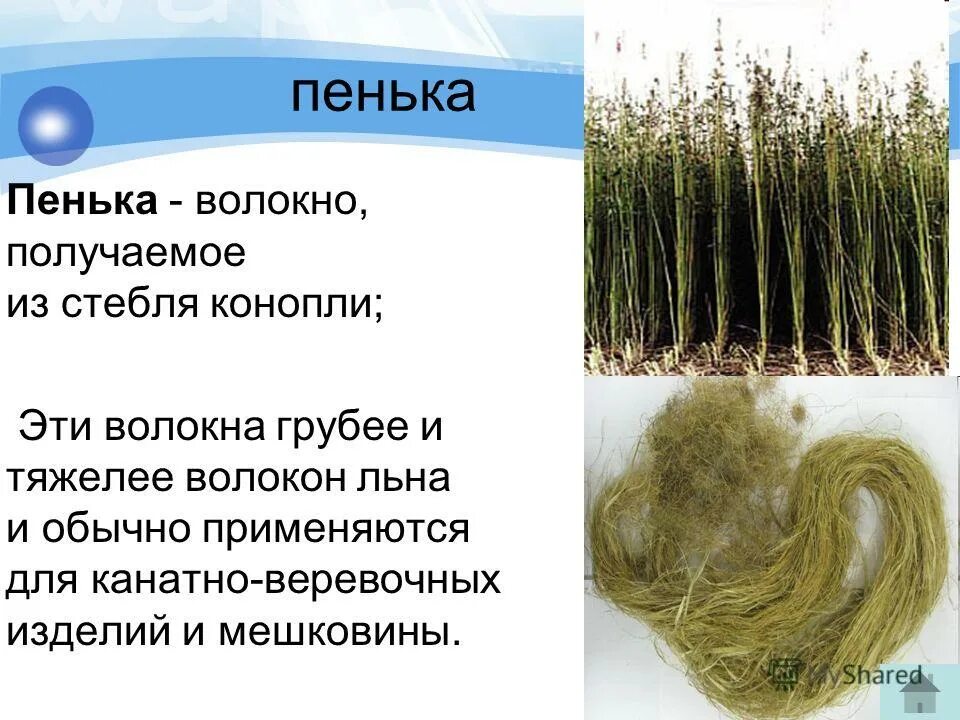 Лён растение описание. Лён долгунец стебель волокна. Растительные волокна лен. Из чего получают волокна льна. Растение из стебля которого получают волокно.