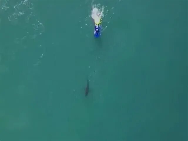 Собака проглотила кость. Звук в ухе при глотании. Проглотил не в то горло. Акт глотания. Проглотил не в то горло.