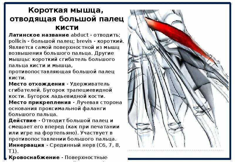 Болят большие пальцы на руках причины. Мышца противопоставляющая большой палец кисти иннервация. Короткая мышца отводящая большой палец кисти иннервация. Короткий сгибатель большого пальца кисти иннервация.