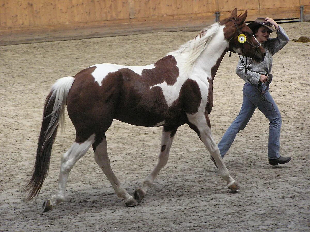 Пейнтхорс порода лошадей. Американский пейнтхорс. Paint horse. Paint horse. Коричневая лошадь.