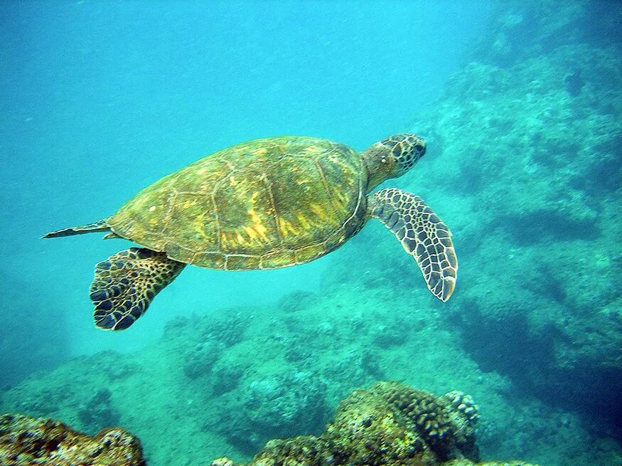 Green Turtle (Chelonia mydas) female grazing on seagrass .. Flickr